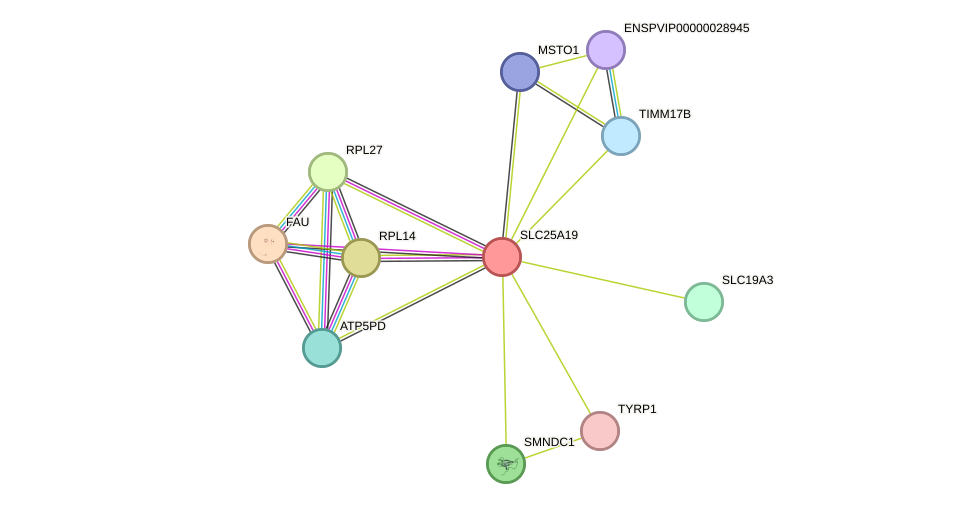 STRING protein interaction network