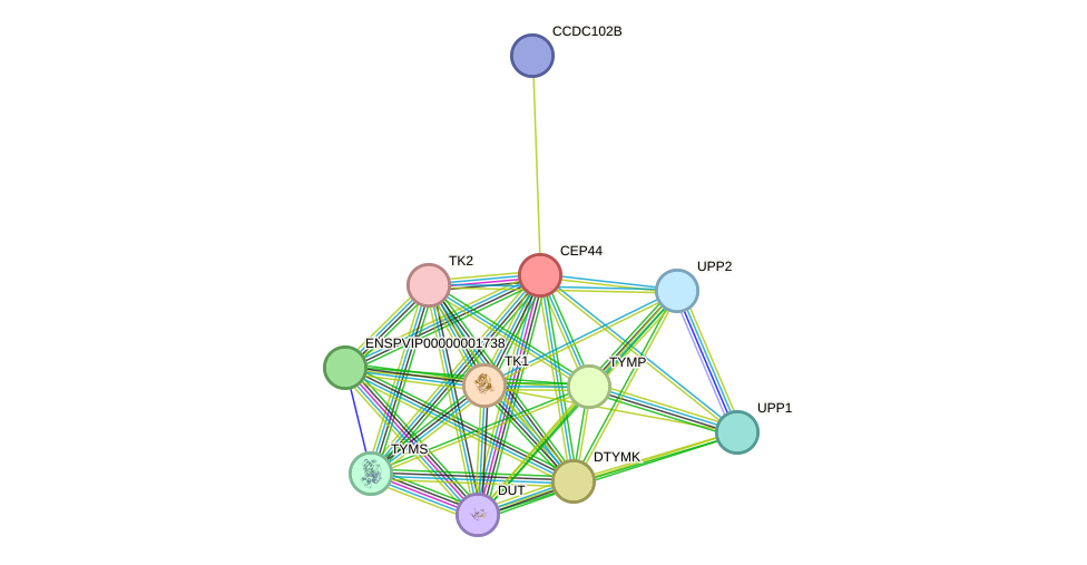STRING protein interaction network