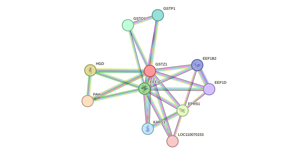 STRING protein interaction network