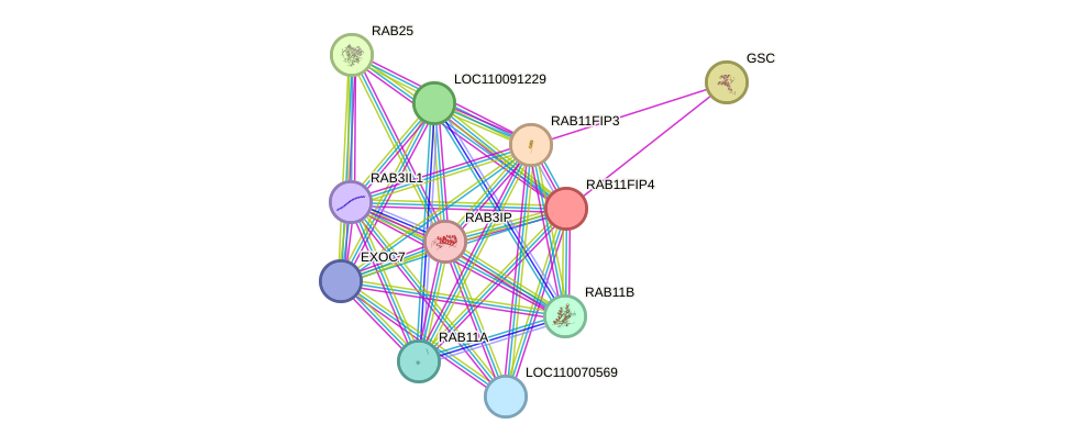 STRING protein interaction network