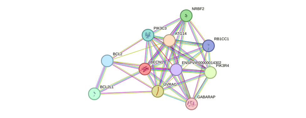 STRING protein interaction network
