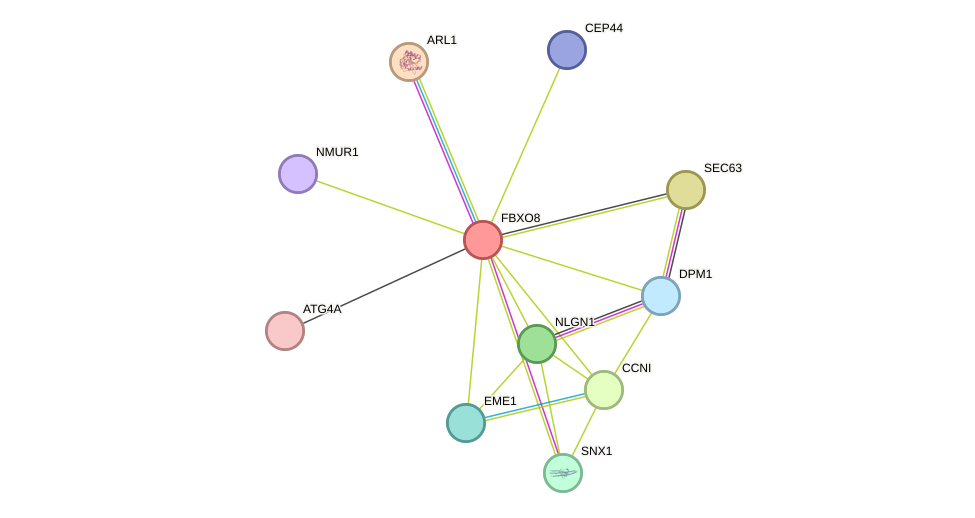 STRING protein interaction network