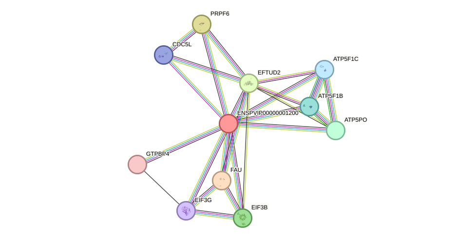 STRING protein interaction network