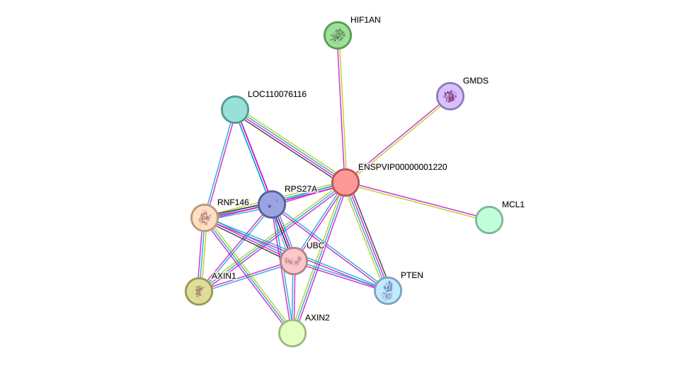 STRING protein interaction network
