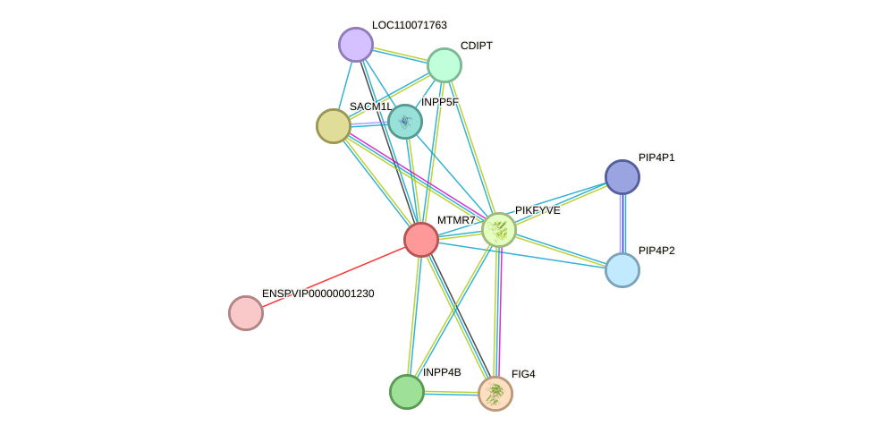 STRING protein interaction network