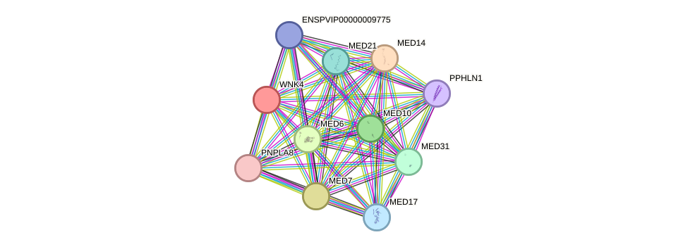 STRING protein interaction network