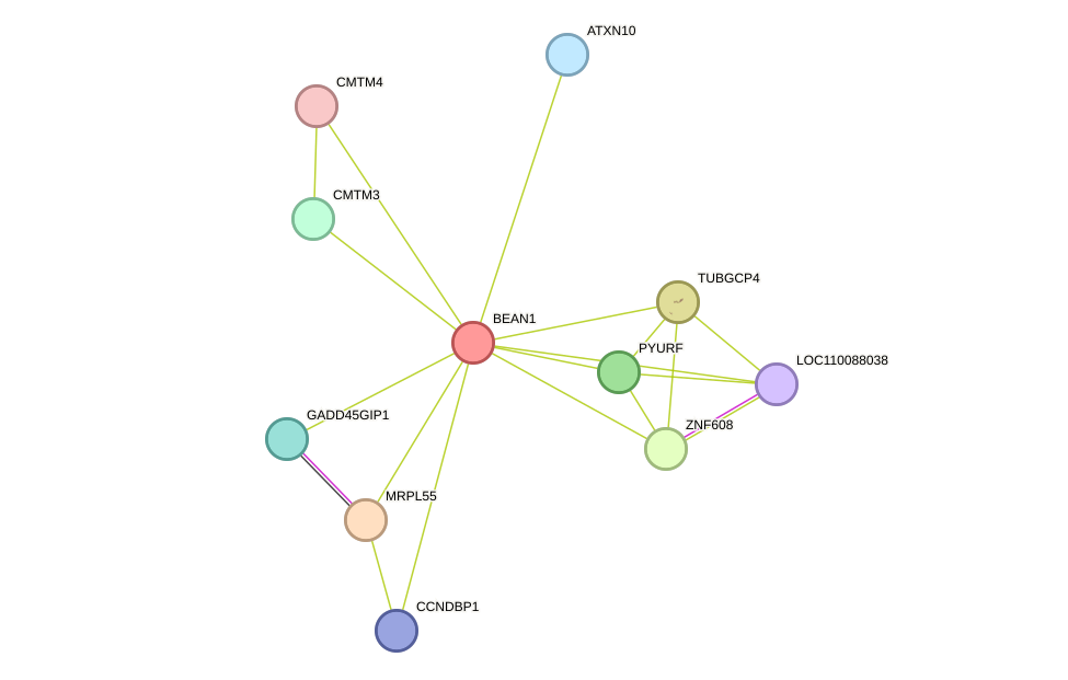STRING protein interaction network