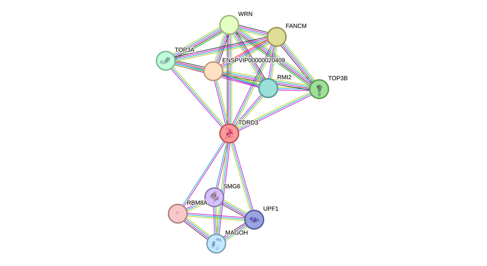 STRING protein interaction network