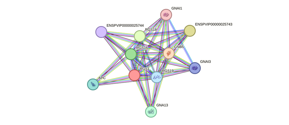 STRING protein interaction network