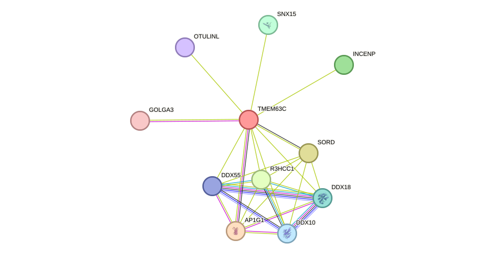 STRING protein interaction network