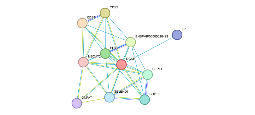 STRING protein interaction network