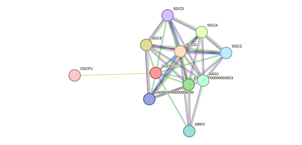 STRING protein interaction network