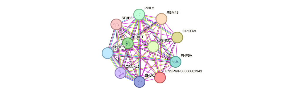 STRING protein interaction network