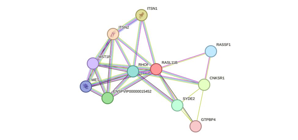 STRING protein interaction network