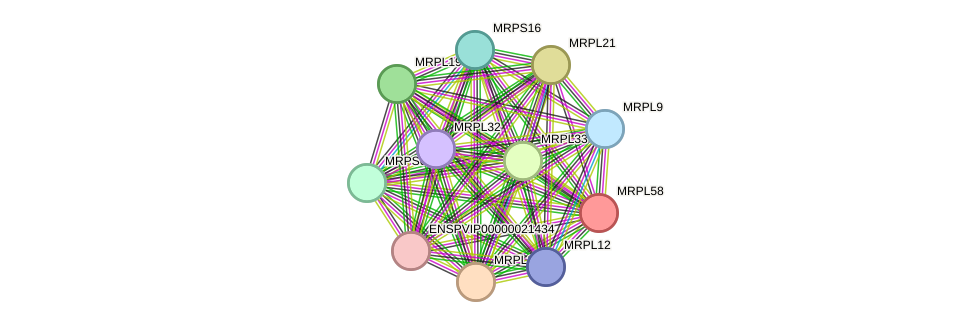 STRING protein interaction network