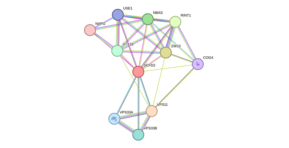 STRING protein interaction network