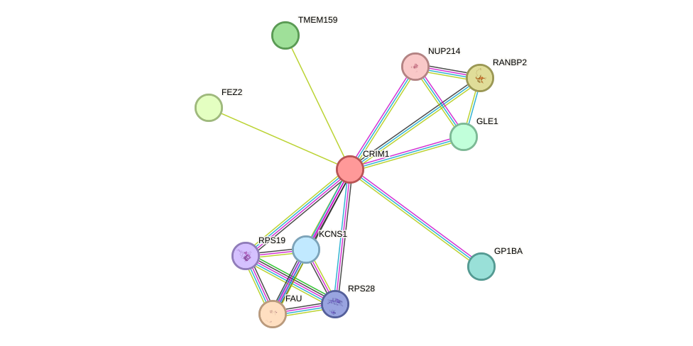 STRING protein interaction network