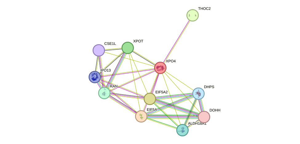 STRING protein interaction network