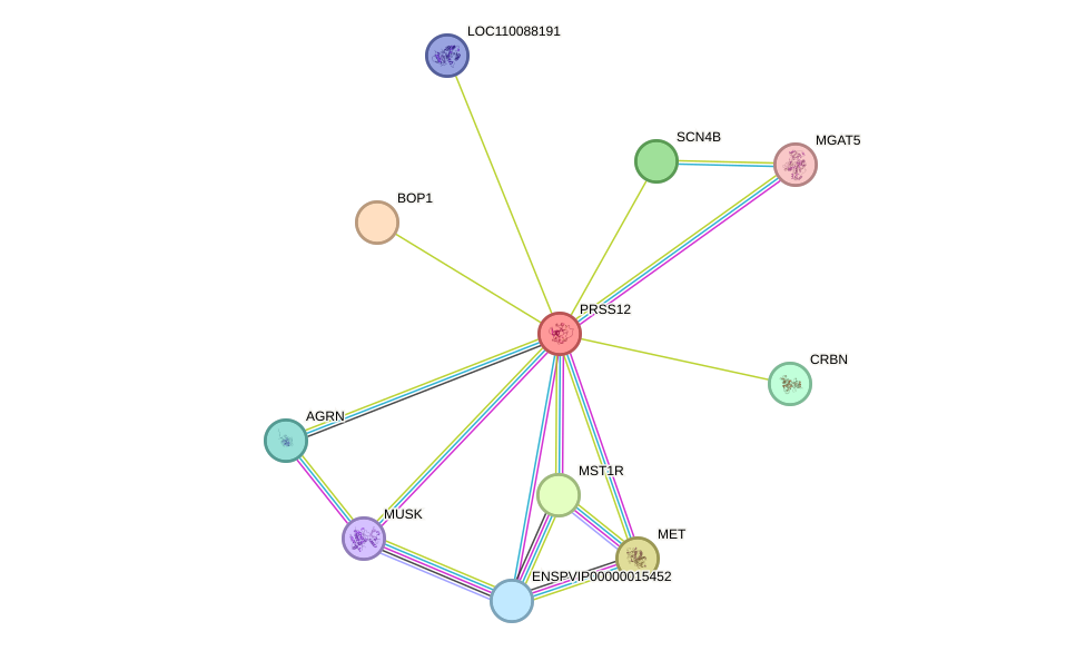 STRING protein interaction network