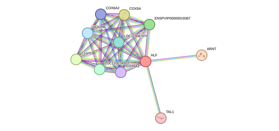 STRING protein interaction network