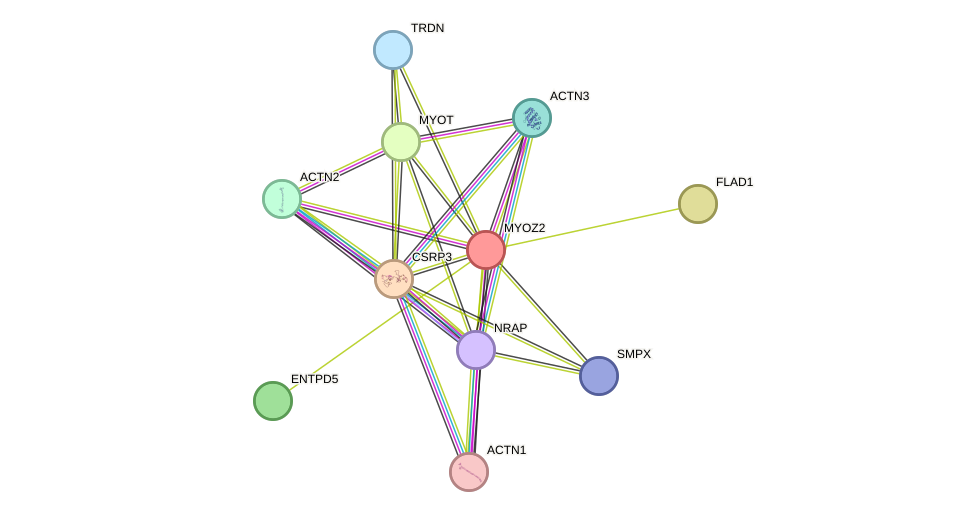 STRING protein interaction network