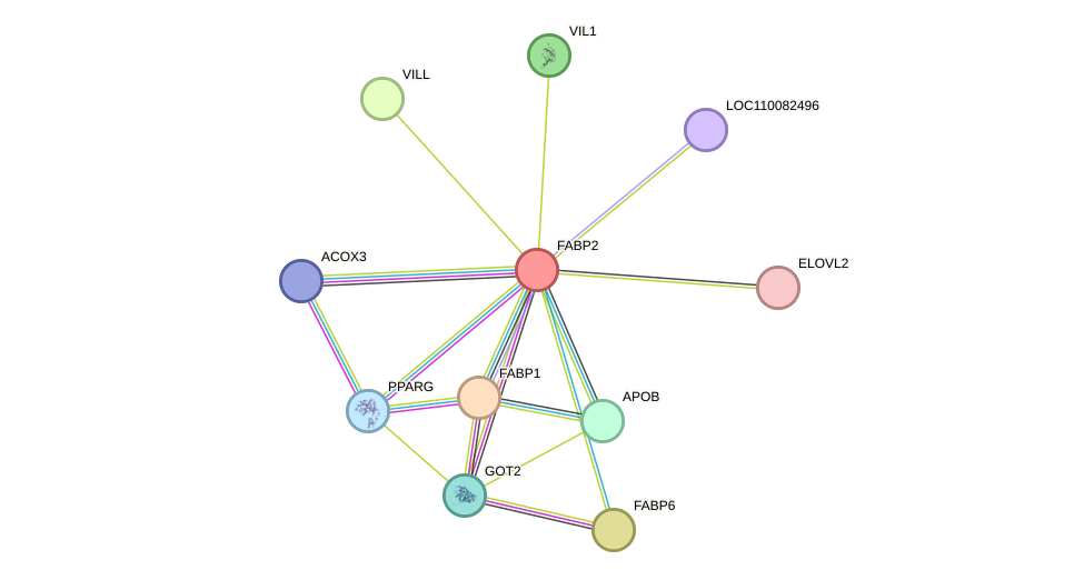 STRING protein interaction network