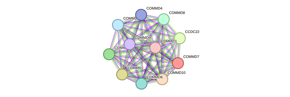 STRING protein interaction network
