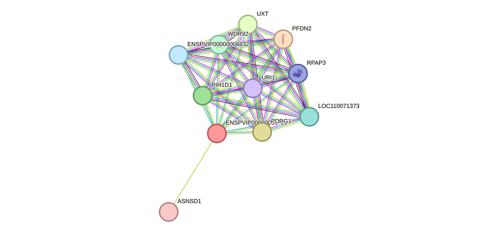 STRING protein interaction network