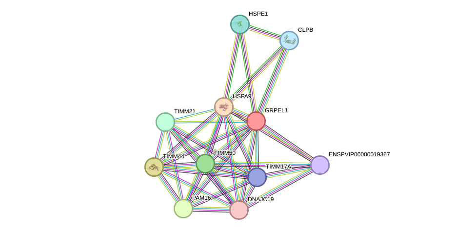 STRING protein interaction network