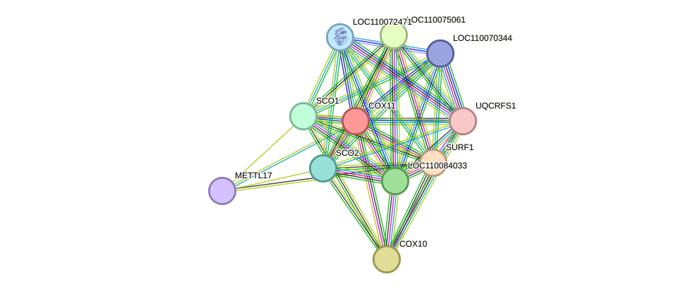 STRING protein interaction network
