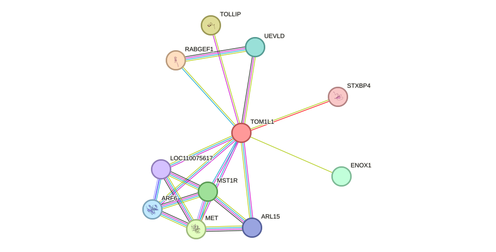 STRING protein interaction network