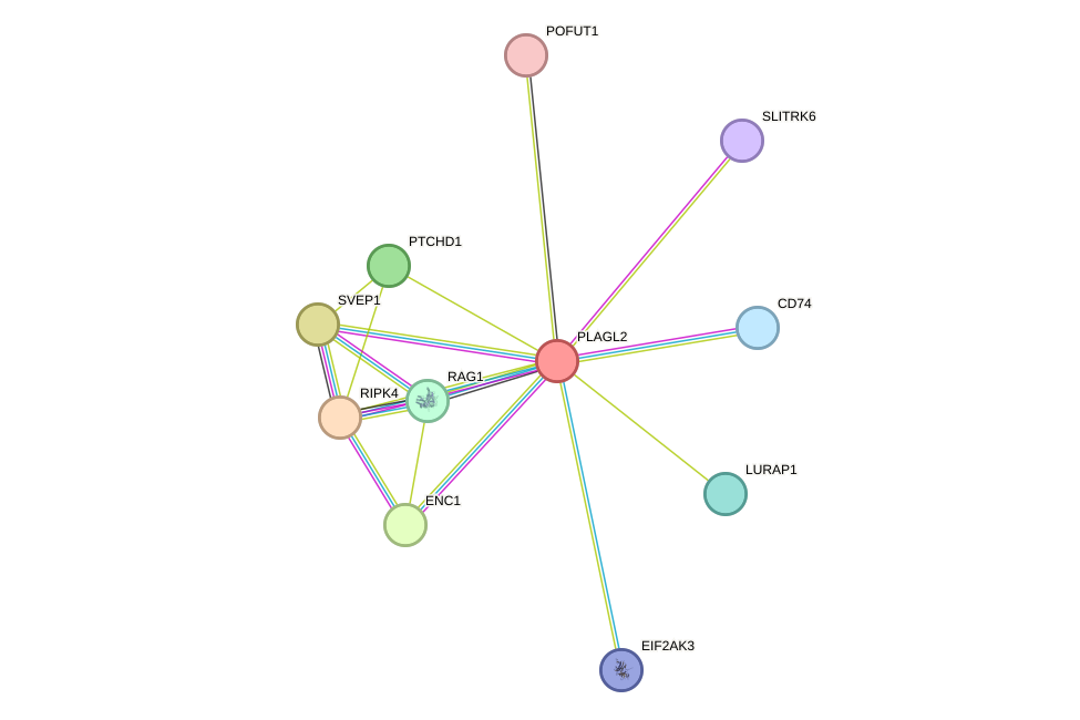 STRING protein interaction network