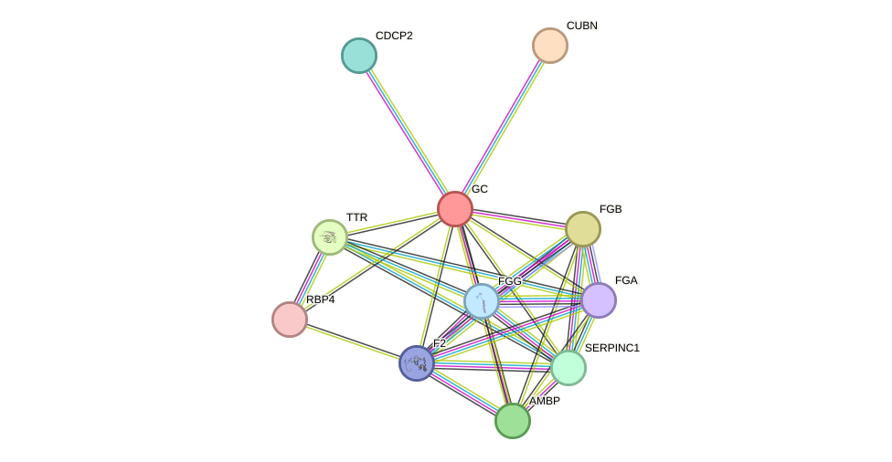 STRING protein interaction network