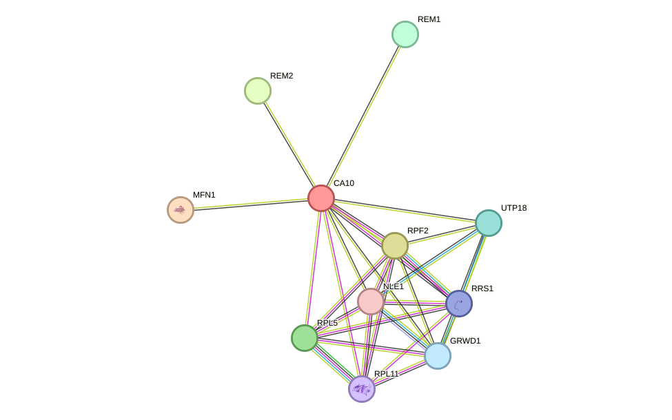 STRING protein interaction network