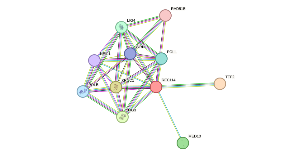 STRING protein interaction network