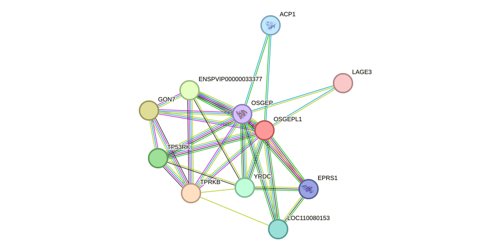 STRING protein interaction network