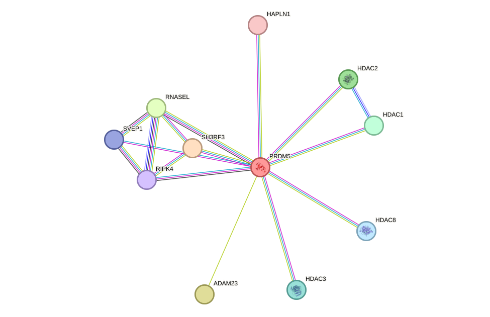 STRING protein interaction network