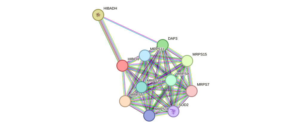 STRING protein interaction network