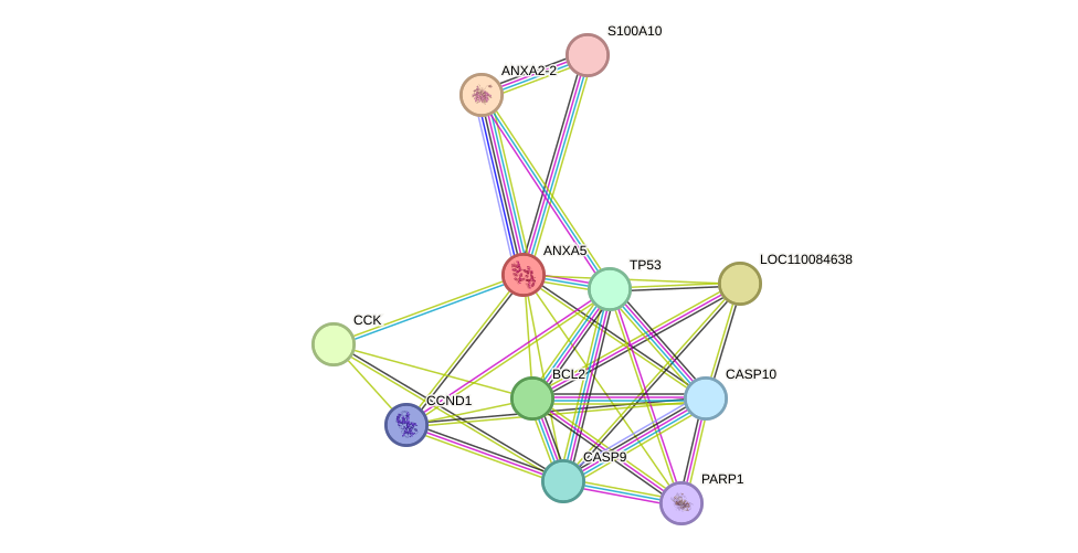 STRING protein interaction network
