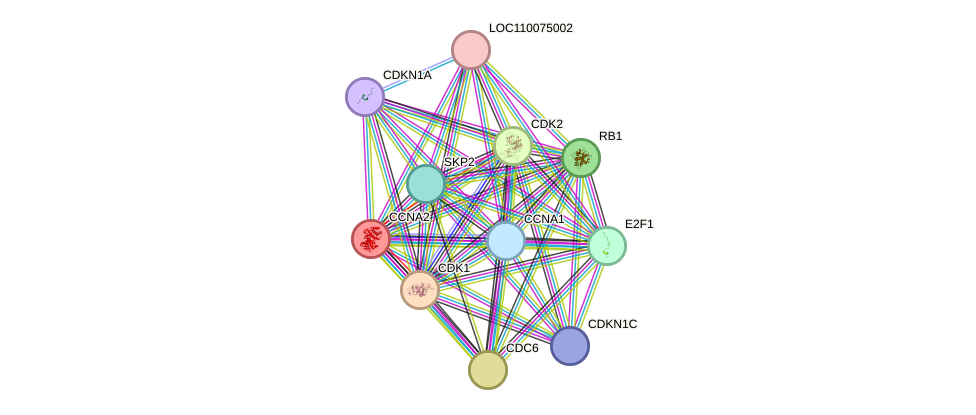 STRING protein interaction network