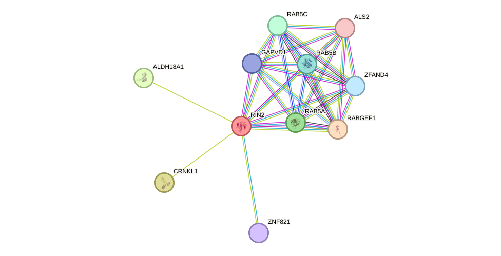STRING protein interaction network