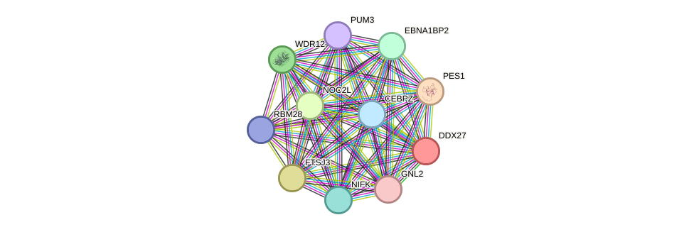 STRING protein interaction network