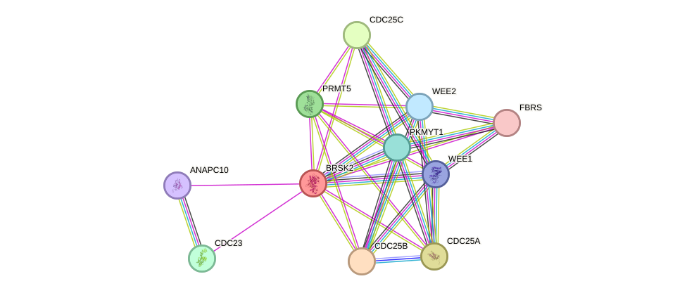 STRING protein interaction network