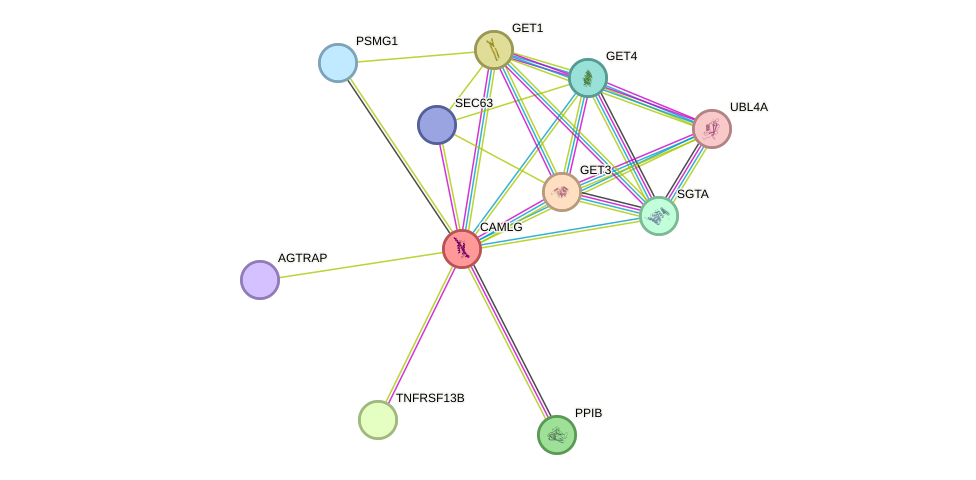 STRING protein interaction network
