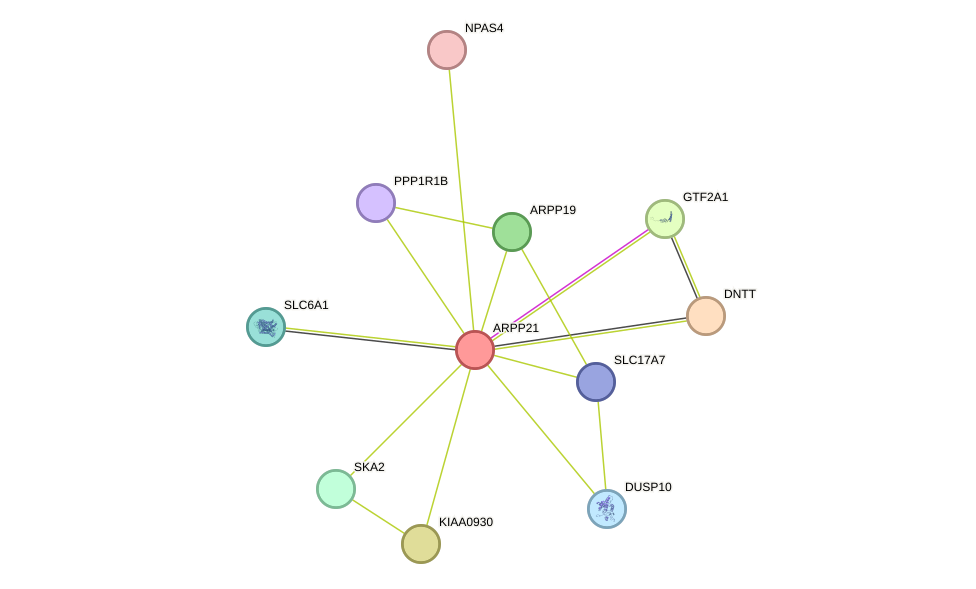 STRING protein interaction network