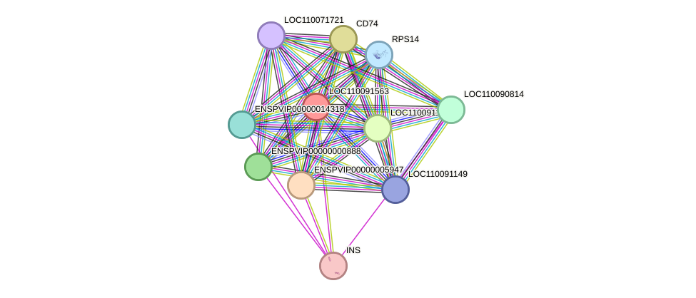 STRING protein interaction network