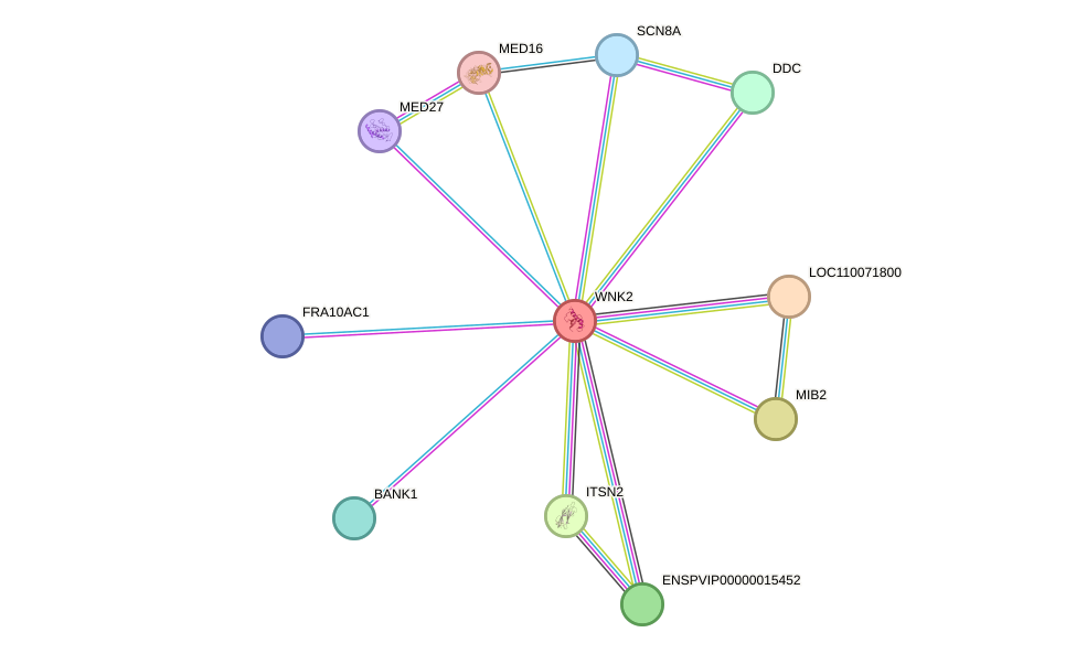 STRING protein interaction network