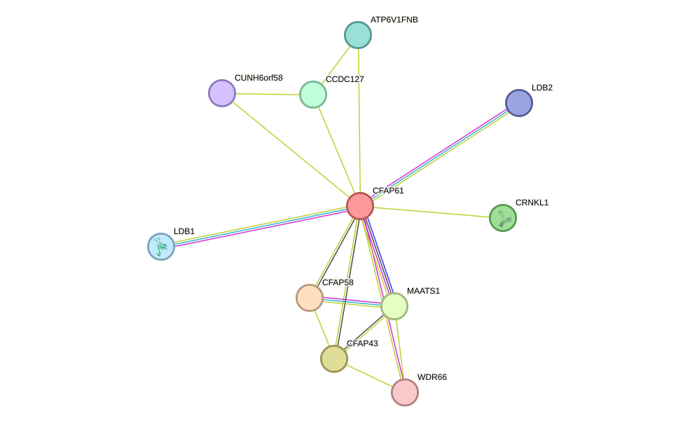 STRING protein interaction network