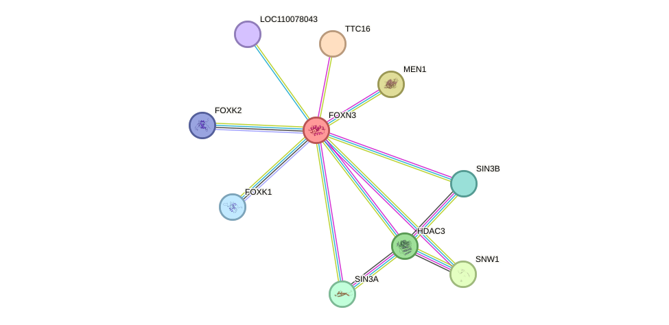 STRING protein interaction network