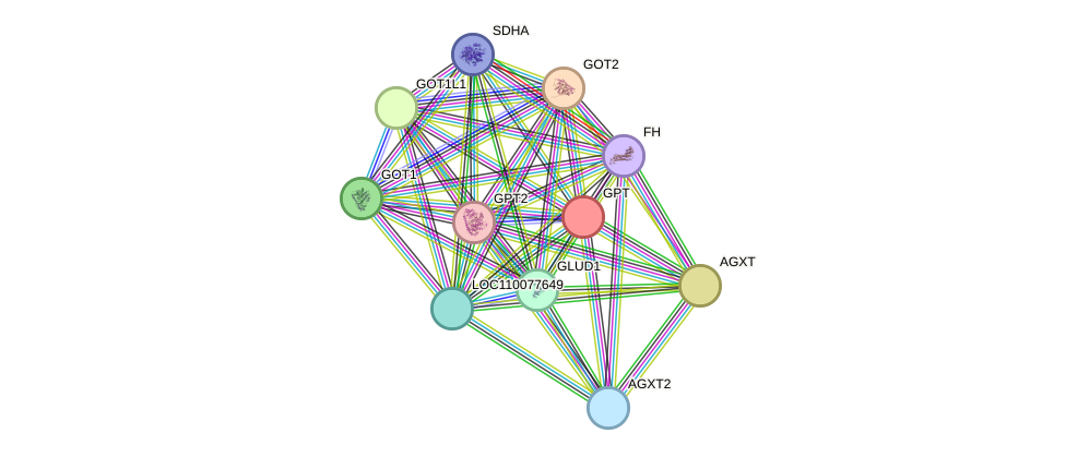 STRING protein interaction network